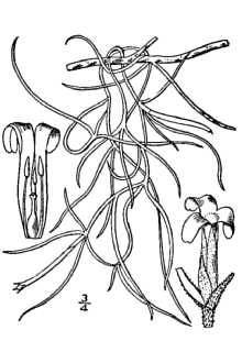 <i>Dendropogon usneoides</i> (L.) Raf.