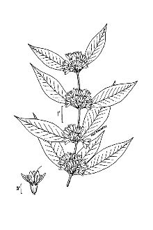 <i>Decodon verticillatus</i> (L.) Elliott var. laevigatus Torr. & A. Gray
