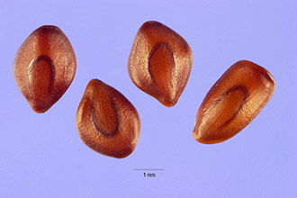 <i>Acuan depressum</i> (Humb. & Bonpl. ex Willd.) Kuntze