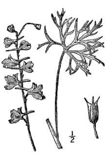 <i>Delphinium virescens</i> Nutt. var. penardii (Huth) L.M. Perry