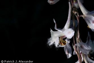 <i>Delphinium virescens</i> Nutt. ssp. wootonii (Rydb.) Ewan