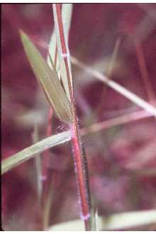 Tapered Rosette Grass