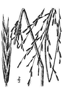 <i>Leptochloa fascicularis</i> (Lam.) A. Gray var. maritima (E.P. Bicknell) Gleason