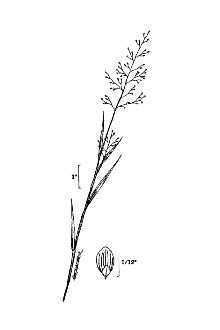 <i>Panicum aciculare</i> Desv. ex Poir.