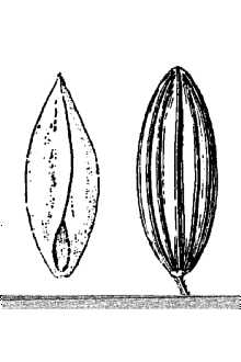 <i>Digitaria albicoma</i> Swallen