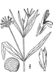 <i>Dianthera americana</i> L. var. subcoriacea (Fernald) Shinners