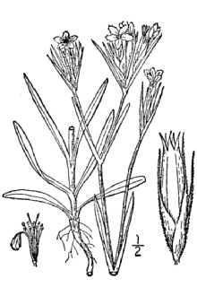 <i>Dianthus armeria</i> L. ssp. armeria