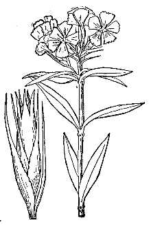 <i>Dianthus barbatus</i> L. ssp. barbatus