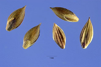 <i>Paspalum bicorne</i> Lam.