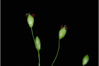<i>Dichanthelium boscii</i> (Poir.) Gould & C.A. Clark var. molle (Vasey) Mohlenbr.