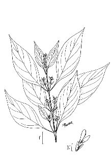 <i>Dicliptera brachiata</i> (Pursh) Spreng. var. ruthii Fernald