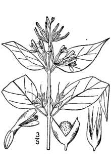 <i>Dicliptera brachiata</i> (Pursh) Spreng. var. attenuata A. Gray