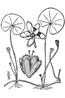 <i>Dichondra repens</i> J.R. Forst. & G. Forst. var. carolinensis (Michx.) Choisy