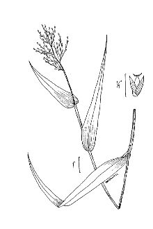 <i>Panicum clandestinum</i> L.
