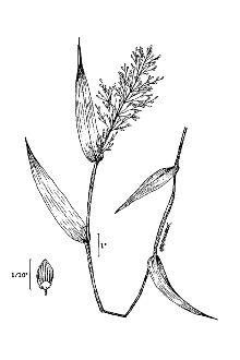 Variable Panicgrass
