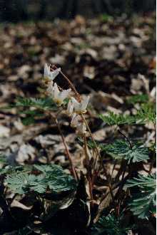 <i>Dicentra cucullaria</i> (L.) Bernh. var. occidentalis (Rydb.) M. Peck