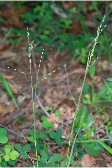 <i>Panicum depauperatum</i> Muhl. var. involutum (Torr.) Alph. Wood