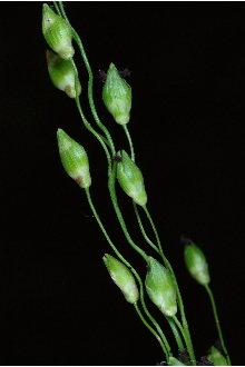 <i>Panicum depauperatum</i> Muhl. var. involutum (Torr.) Alph. Wood