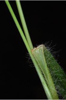 <i>Panicum strictum</i> Pursh var. psilophyllum (Fernald) Farw.