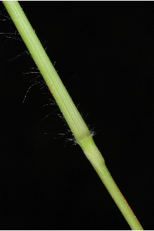<i>Panicum strictum</i> Pursh var. psilophyllum (Fernald) Farw.