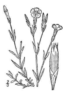 <i>Dianthus deltoides</i> L. ssp. deltoides