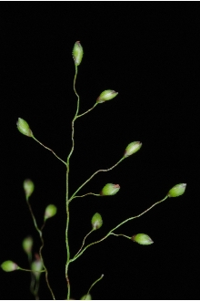 <i>Panicum dichotomum</i> L. var. ramulosum (Torr.) Lelong