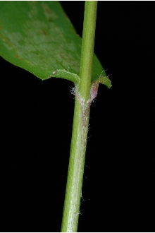 <i>Dichanthelium dichotomum</i> (L.) Gould var. barbulatum (Michx.) Mohlenbr.