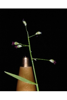 <i>Panicum dichotomum</i> L. var. nitidum Chapm. ex Scribn.
