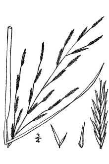 <i>Leptochloa fusca</i> (L.) Kunth var. fascicularis (Lam.) Dorn