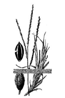 <i>Digitaria leucocoma</i> (Nash) Urb.