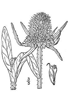 <i>Dipsacus fullonum</i> L. ssp. sylvestris (Huds.) Clapham