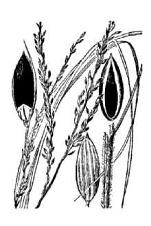 Longleaf Crabgrass