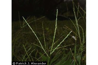 <i>Digitaria ischaemum</i> (Schreb.) Schreb. ex Muhl. var. mississippiensis (Gattinger) Fer