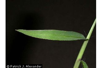 <i>Digitaria ischaemum</i> (Schreb.) Schreb. ex Muhl. var. mississippiensis (Gattinger) Fer