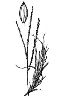 <i>Digitaria leucocoma</i> (Nash) Urb.