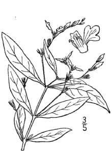 <i>Dianthera ovata</i> Walter var. lanceolata Chapm.