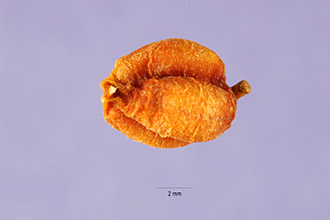 <i>Streptopus lanuginosus</i> Michx.