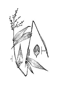 <i>Panicum latifolium</i> L.