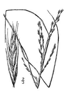<i>Leptochloa fascicularis</i> (Lam.) A. Gray var. maritima (E.P. Bicknell) Gleason