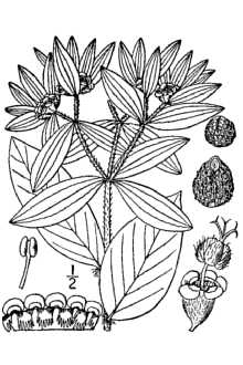 <i>Agaloma marginata</i> (Pursh) Á. Löve & D. Löve
