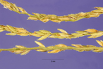 <i>Digitaria macroglossa</i> Henr. [excluded]