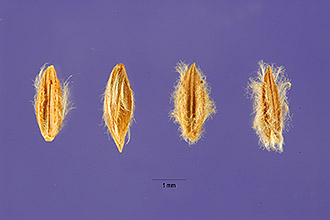 <i>Digitaria milanjiana</i> (Rendle) Stapf ssp. eylesiana Henrard