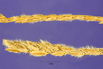 Madagascar Crabgrass