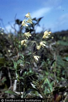 <i>Octadesmia montana</i> (Sw.) Benth.
