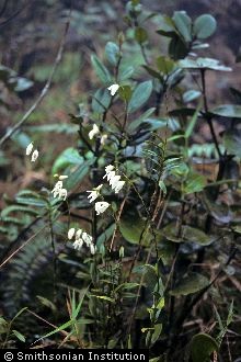 <i>Octadesmia montana</i> (Sw.) Benth.