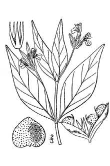<i>Dianthera humilis</i> (Michx.) Engelm. & A. Gray