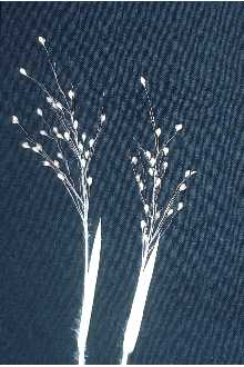 Eggleaf Rosette Grass