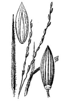 Twospike Crabgrass