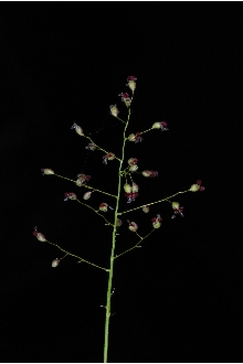 <i>Panicum unciphyllum</i> Trin. var. thinium Hitchc. & Chase