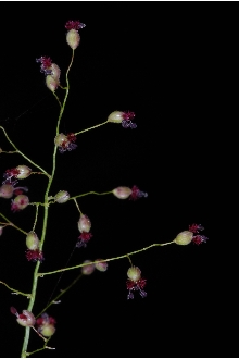<i>Panicum acuminatum</i> Sw. var. columbianum (Scribn.) Lelong
